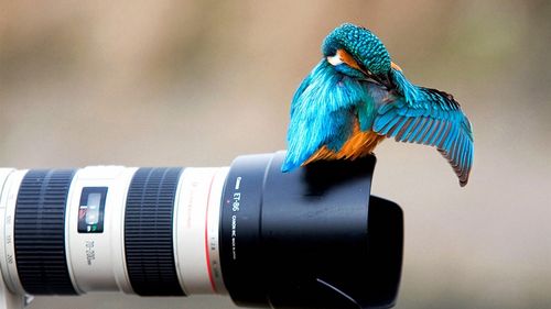 照相机镜头是根据什么动物