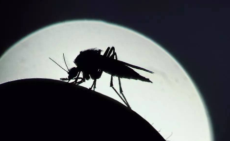 打死一只蚊子会来更多的蚊子吗1