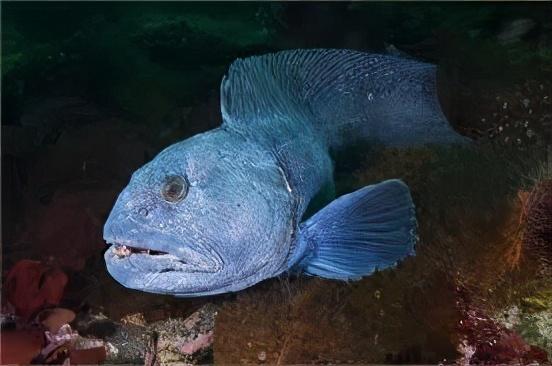 海底最丑的十种鱼