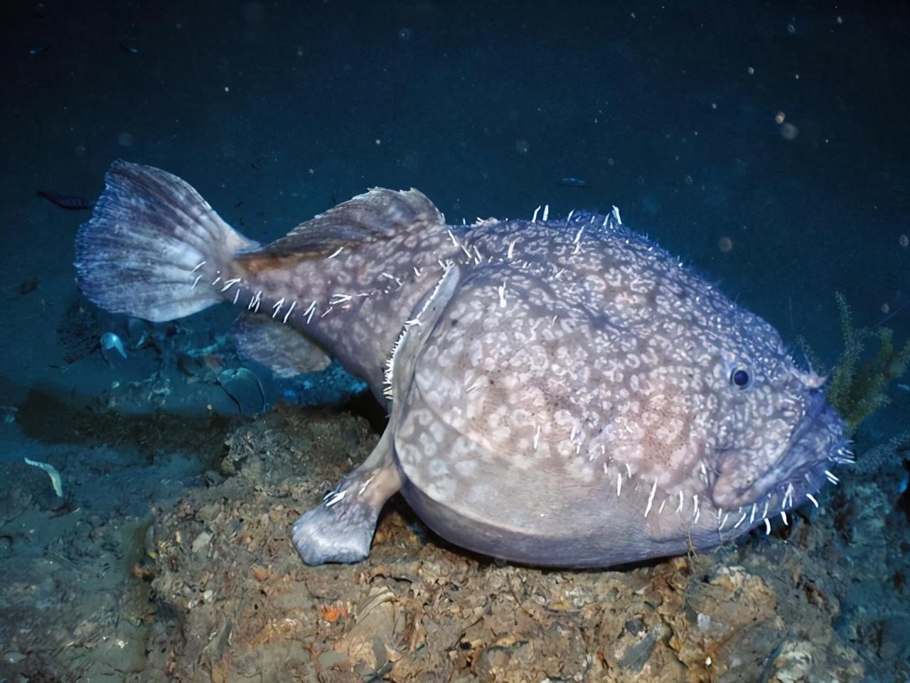 海底最丑的十种鱼