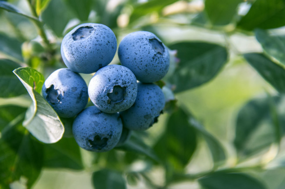 蓝莓表面的白霜是白藜芦醇吗2