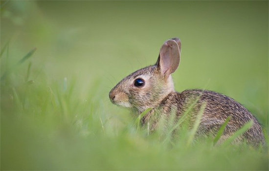 兔子可以吃芹菜叶子吗