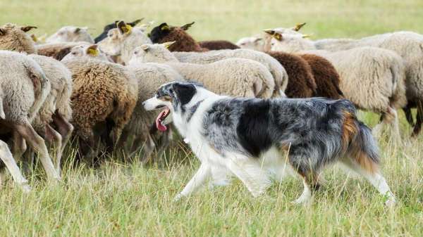 牧羊犬的训练（牧羊犬的训练方法）