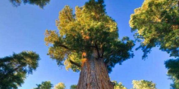 全球寿命最长的树，平均每棵4000多岁