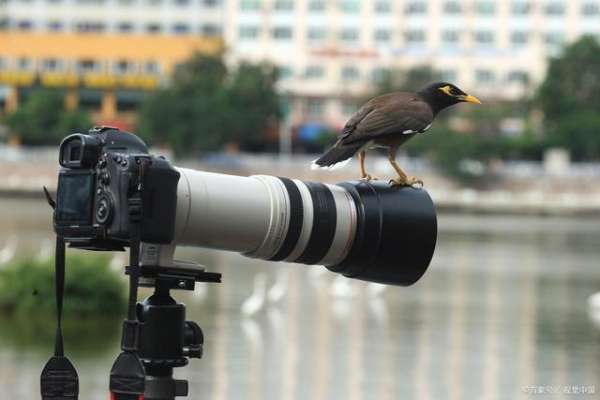 单反相机拍鸟怎么设置（单反拍鸟参数设置）