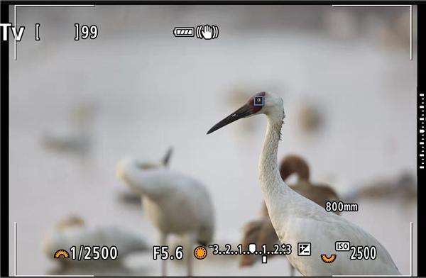 相机怎么拍鸟(单反拍鸟使用什么对焦模式)